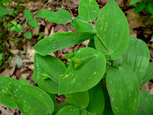 {Uvularia perfoliata}
